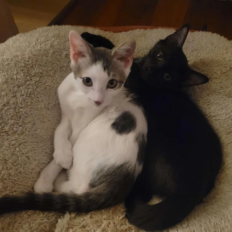 Lavender thumbnail 3