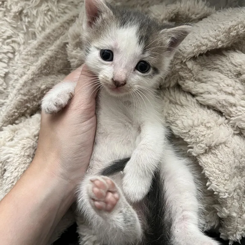 Lavender thumbnail 4