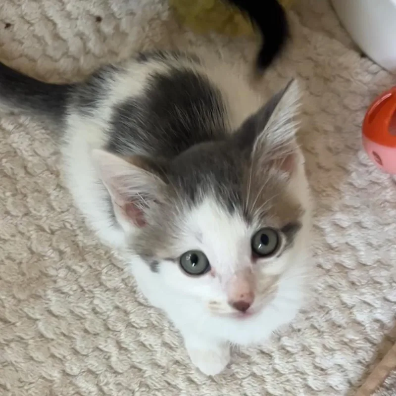 Lavender thumbnail 5