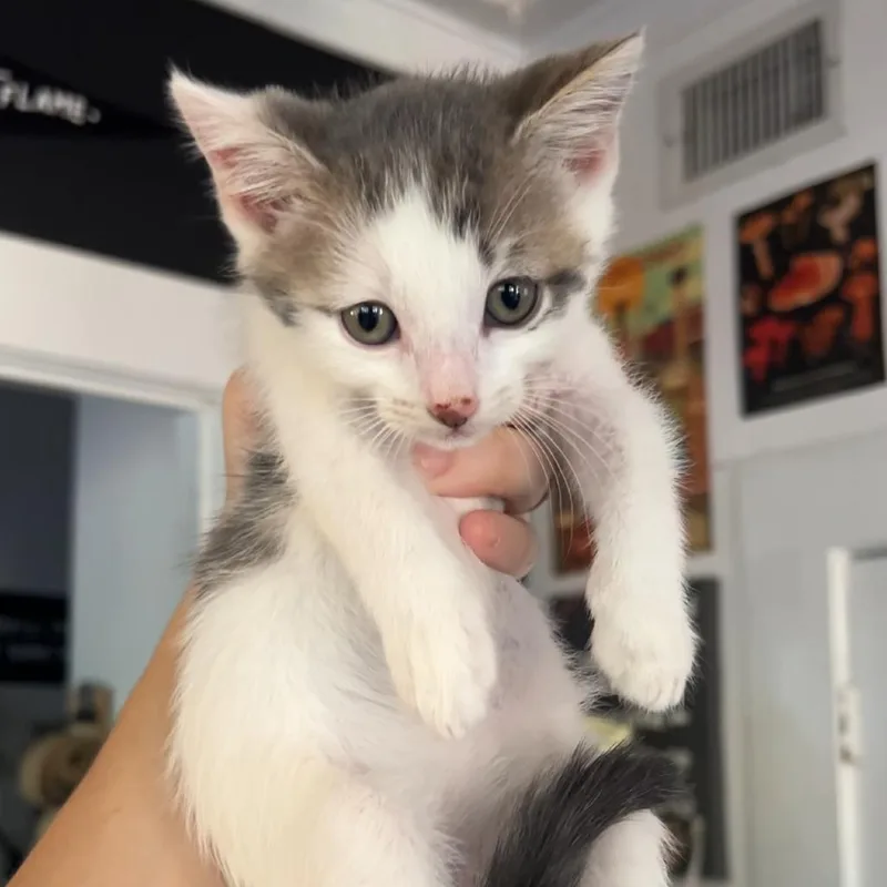 Lavender thumbnail 6