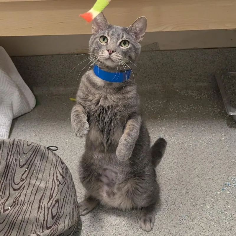 An adult medium-sized male Gray / Blue / Silver Domestic Short Hair cat named Daffodil for adoption in Chicago, IL