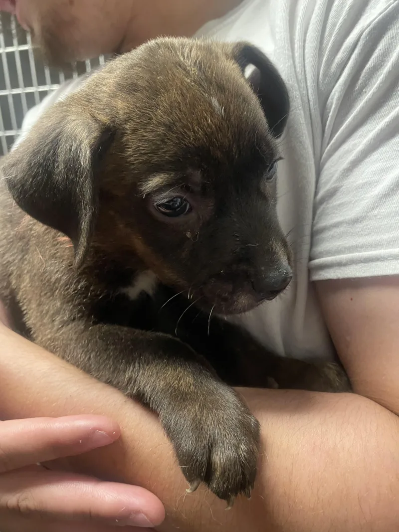 A baby medium-sized male Border Collie dog named P Raphael for adoption in Billings, MT