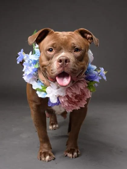 An adult medium-sized female Mixed Breed dog named Briel for adoption in Atlanta, GA