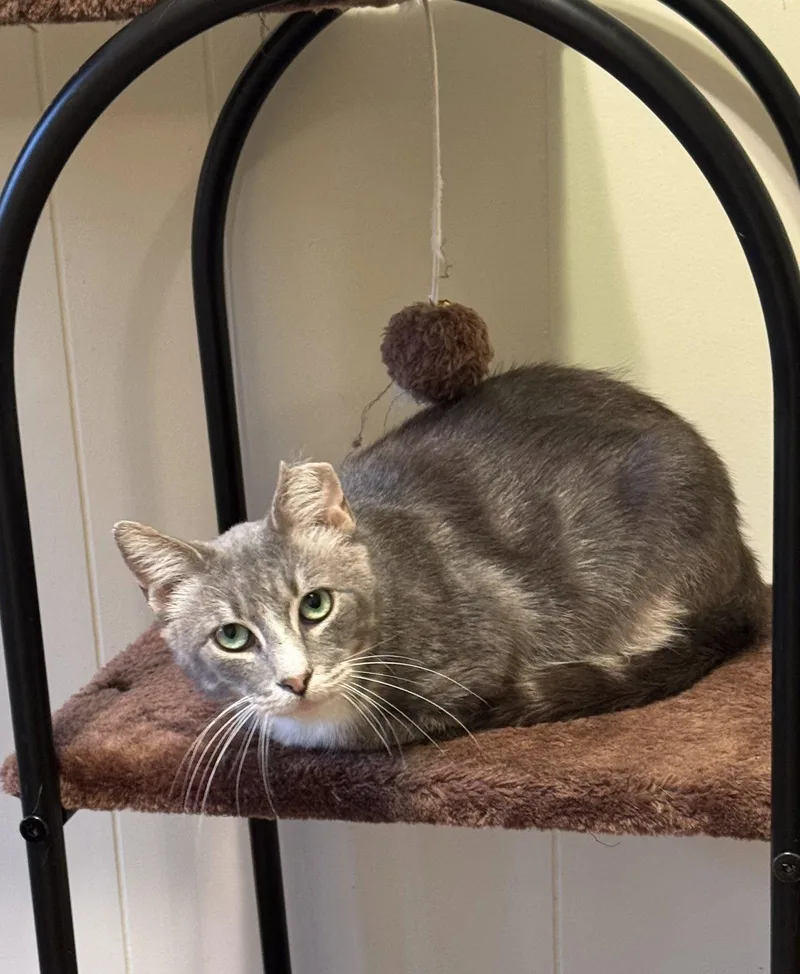 An adult medium-sized male Gray / Blue / Silver Domestic Short Hair cat named Maverick for adoption in Hammond, LA