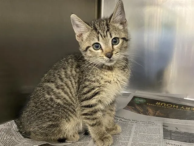 A baby small-sized male Domestic Short Hair cat named Oliver for adoption in Charlotte, NC