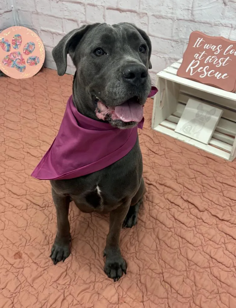 An adult medium-sized female Mixed Breed dog named Sasha for adoption in Detroit, MI