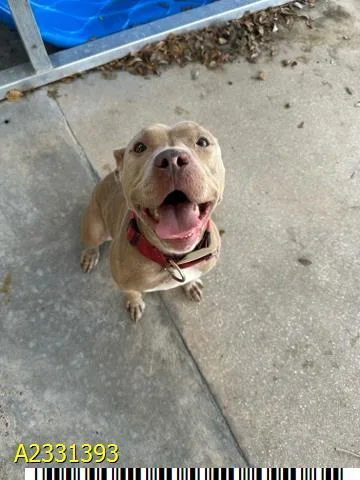 An adult medium-sized female Mixed Breed dog named Bella for adoption in West Palm Beach, FL