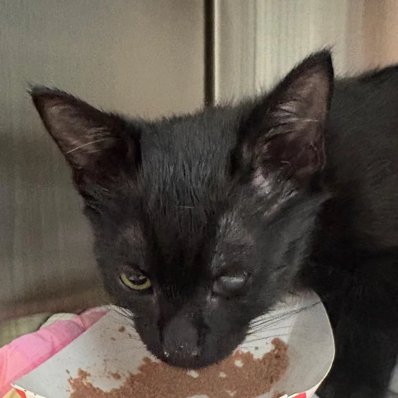 A baby small-sized female Black Domestic Short Hair cat named Luna for adoption in Kennebunk, ME