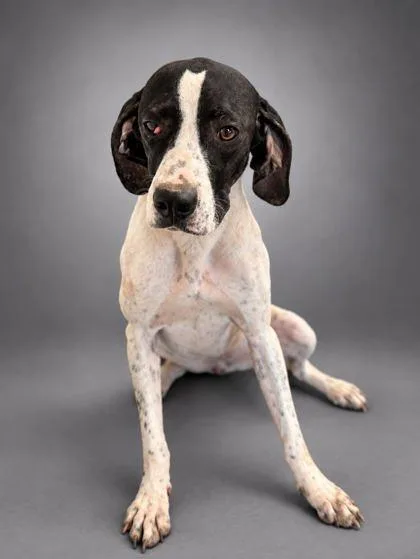 An adult medium-sized female Pointer dog named Ellie for adoption in Bowling Green, KY