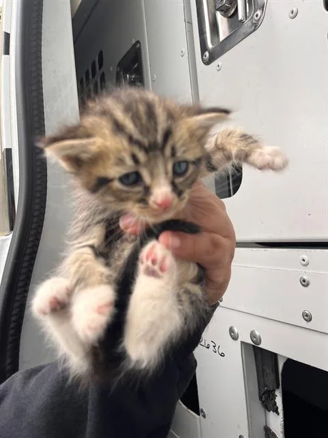 A baby small-sized male Domestic Short Hair cat named Tanner for adoption in Charlotte, NC