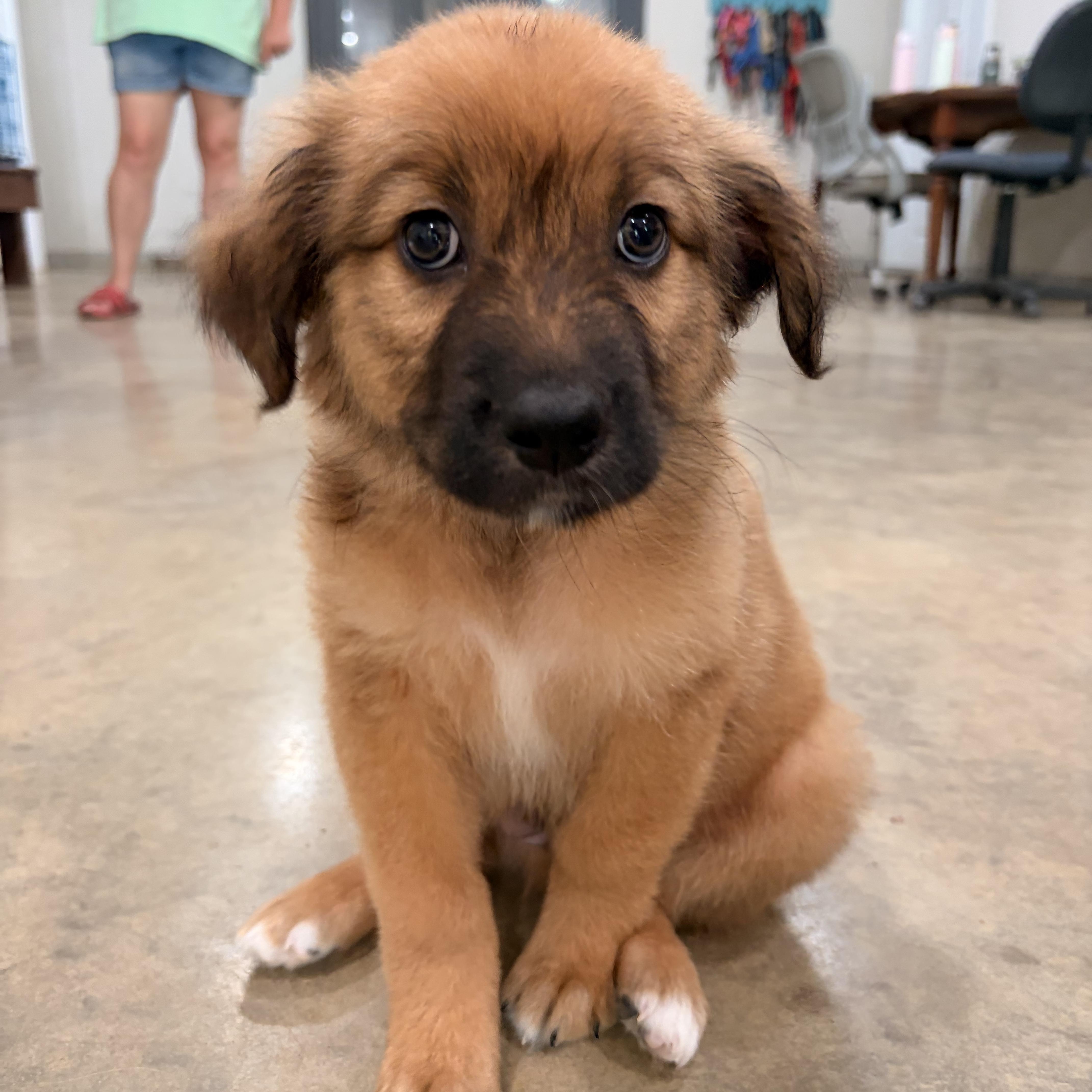 Loki