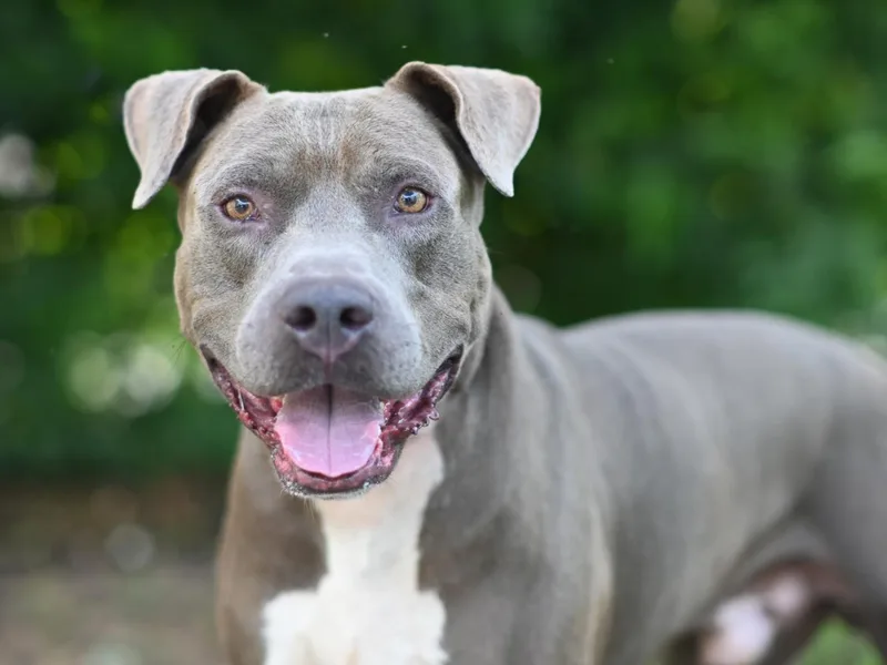 An adult large-sized male Pit Bull Terrier dog named Whiskey for adoption in Tavares, FL