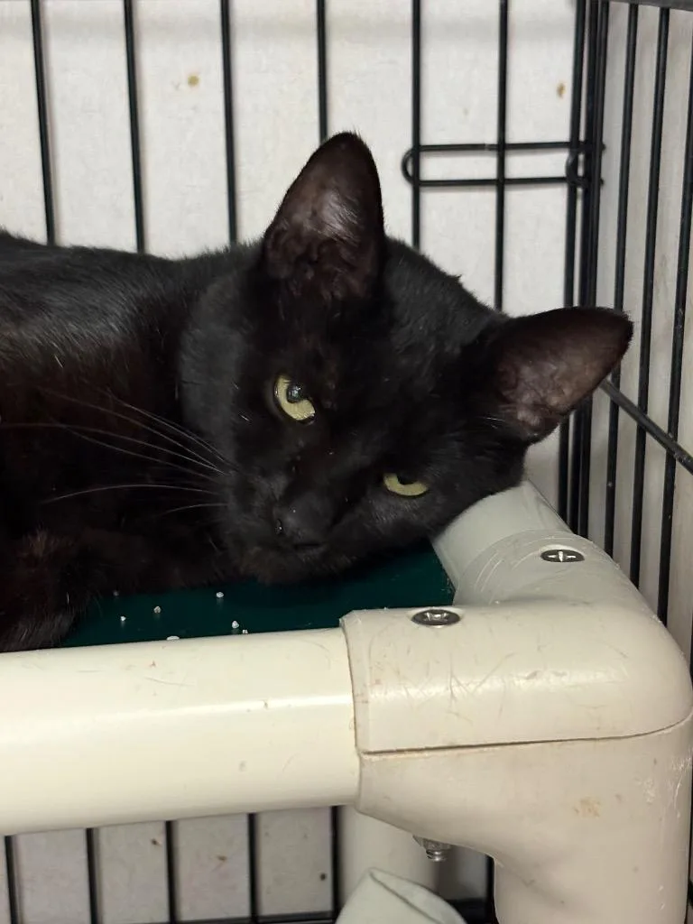 A young medium-sized male Domestic Short Hair cat named Boaz for adoption in Hartford City, IN