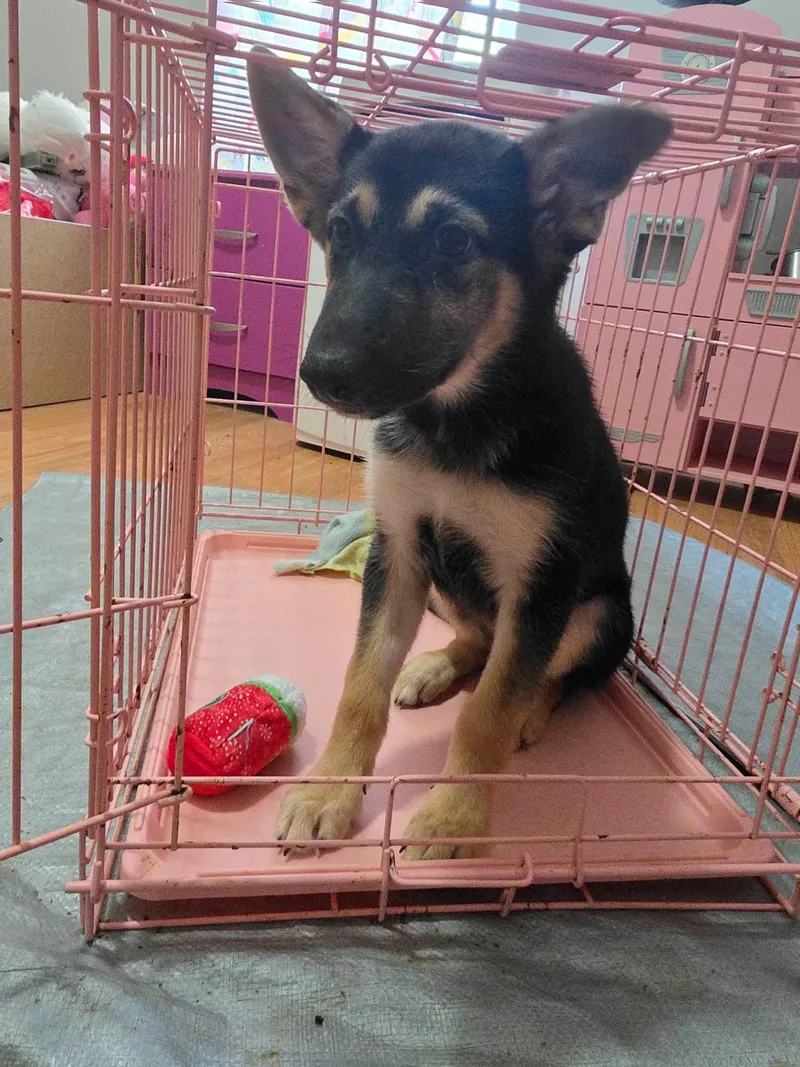 A baby medium-sized female German Shepherd Dog dog named Cupcake for adoption in Jefferson City, MO