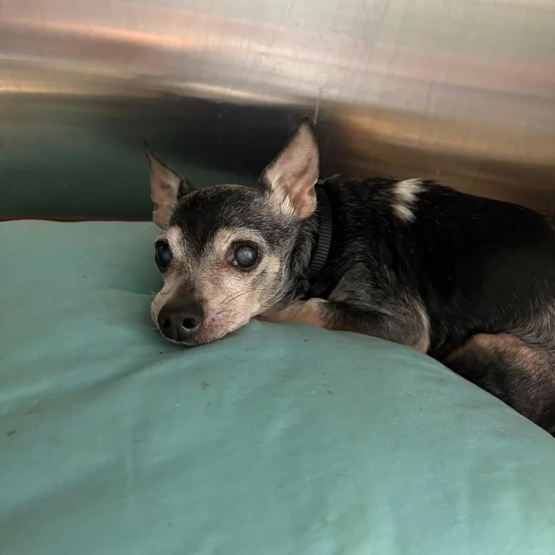A senior small-sized male Black Chihuahua dog named Gomez for adoption in Odenville, AL