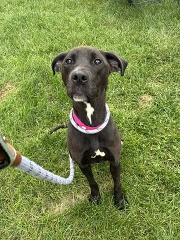 A young large-sized female Labrador Retriever dog named Daffodil for adoption in Dayton, OH