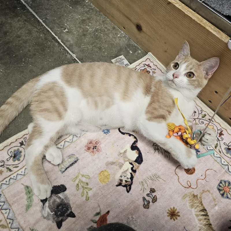 A baby medium-sized male Buff & White Domestic Short Hair cat named Simba for adoption in Richmond, VA
