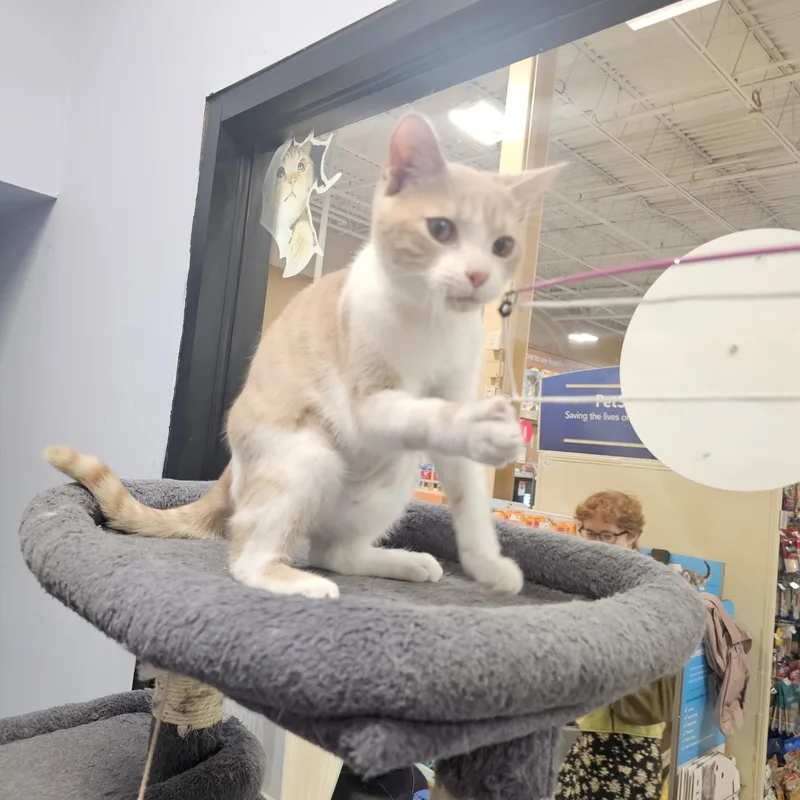 Simba thumbnail 2