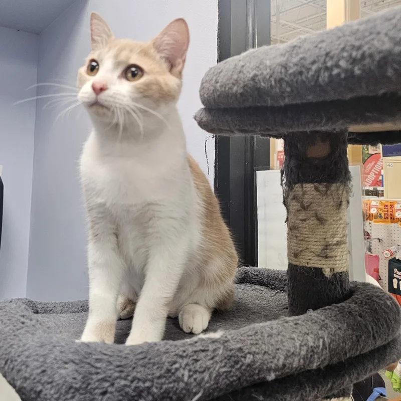Simba thumbnail 3