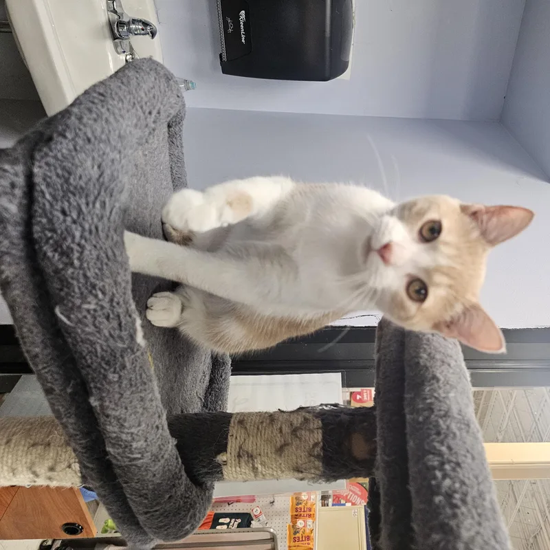Simba thumbnail 4