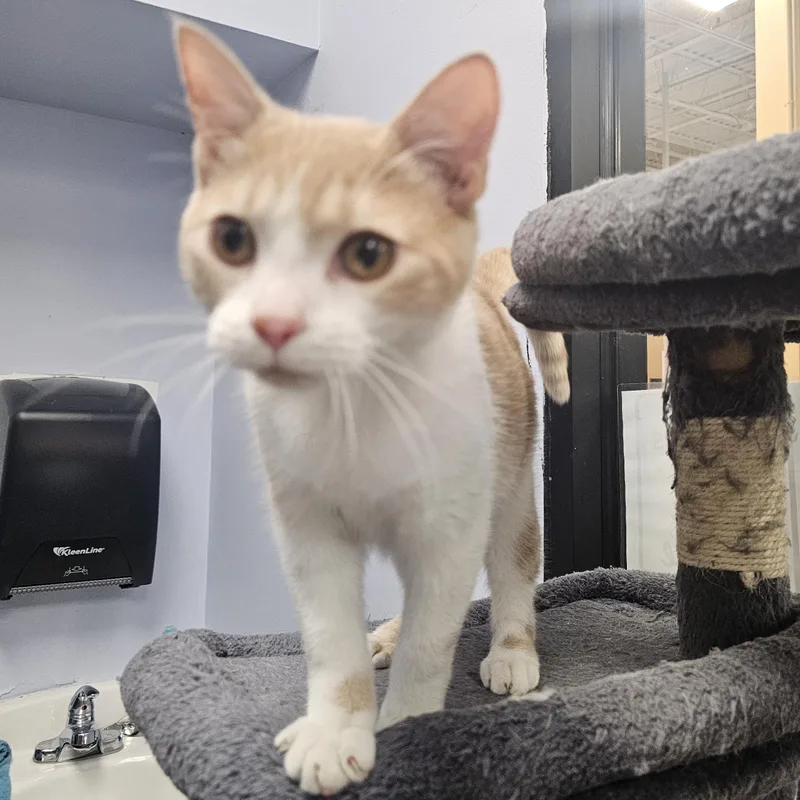 Simba thumbnail 5