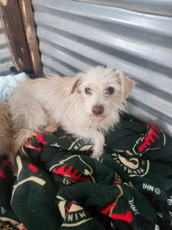 A young small-sized male Maltese dog named Shabby for adoption in Windsor, CO