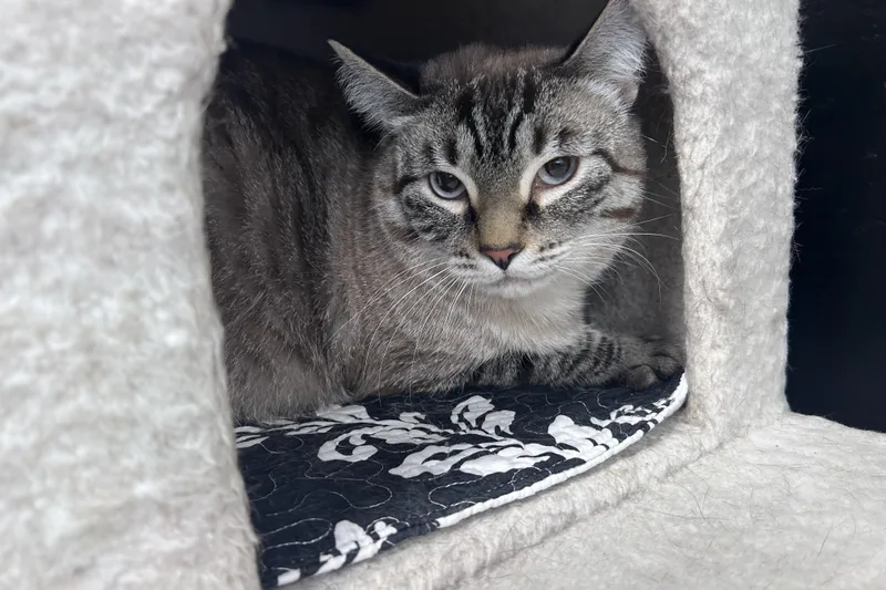 An adult large-sized male Domestic Medium Hair cat named Dax II for adoption in Fountain Hills, AZ