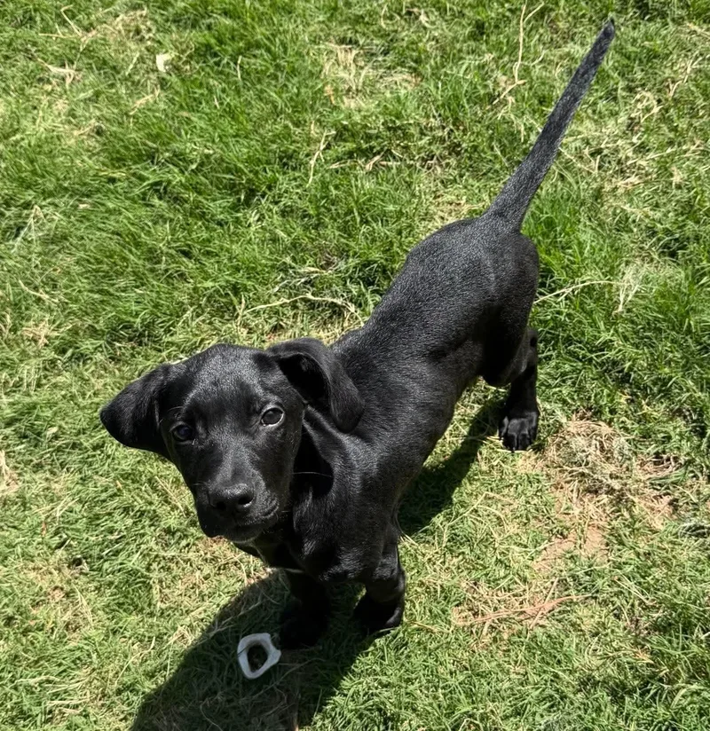 A young medium-sized male Black Labrador Retriever dog named Boone for adoption in Sheboygan, WI