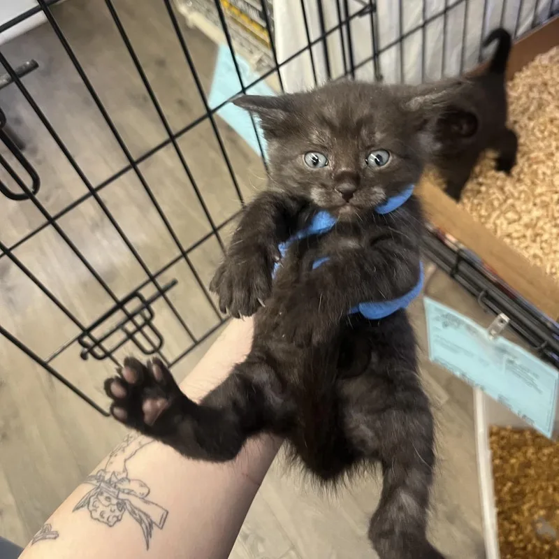 A baby small-sized male Black Domestic Short Hair cat named Tuna for adoption in Spokane, WA