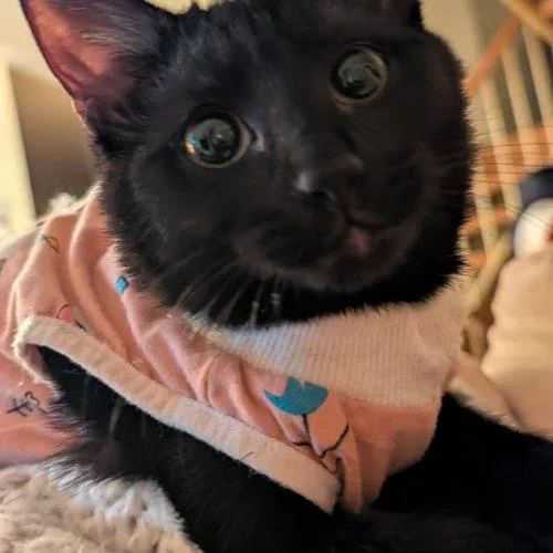 A baby small-sized female Black Domestic Short Hair cat named Boo for adoption in Gaithersburg, MD