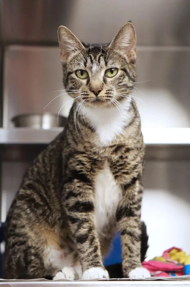 A young medium-sized female Tabby (Gray / Blue / Silver) Domestic Short Hair cat named Mindy for adoption in Kansas City, KS