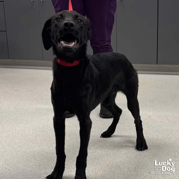 A baby medium-sized female Labrador Retriever dog named Louise for adoption in Washington, DC