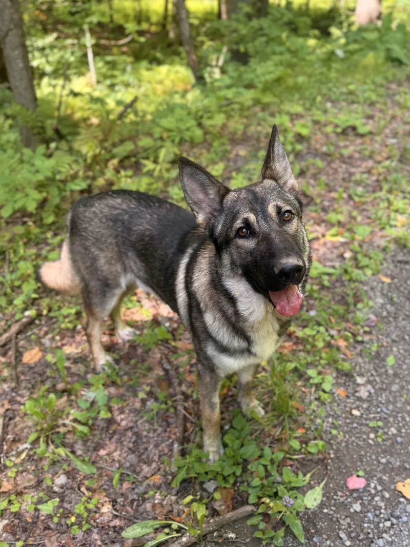 A young medium-sized male Tricolor (Brown, Black, & White) German Shepherd Dog dog named Colter for adoption in Milford, NY
