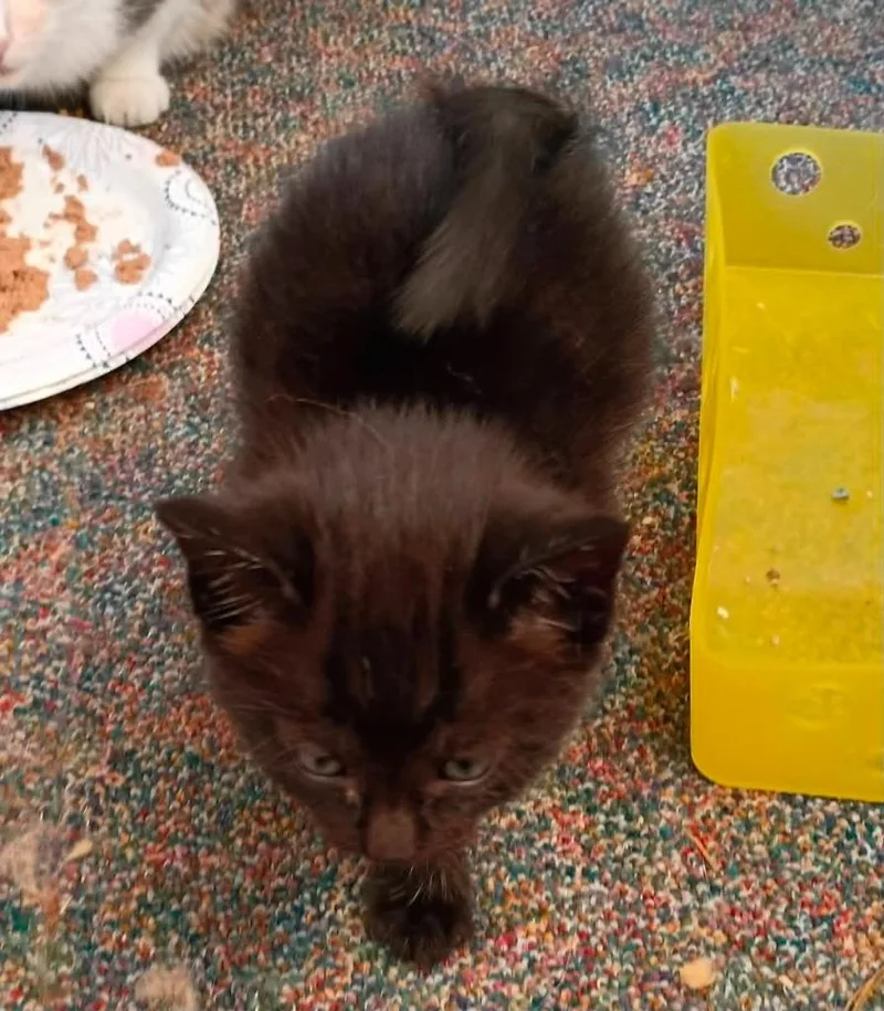 A baby small-sized male Domestic Short Hair cat named Wyatt for adoption in Urbandale, IA