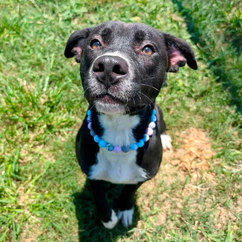 A young medium-sized female Black American Staffordshire Terrier dog named Reeces for adoption in Pittsburgh, PA