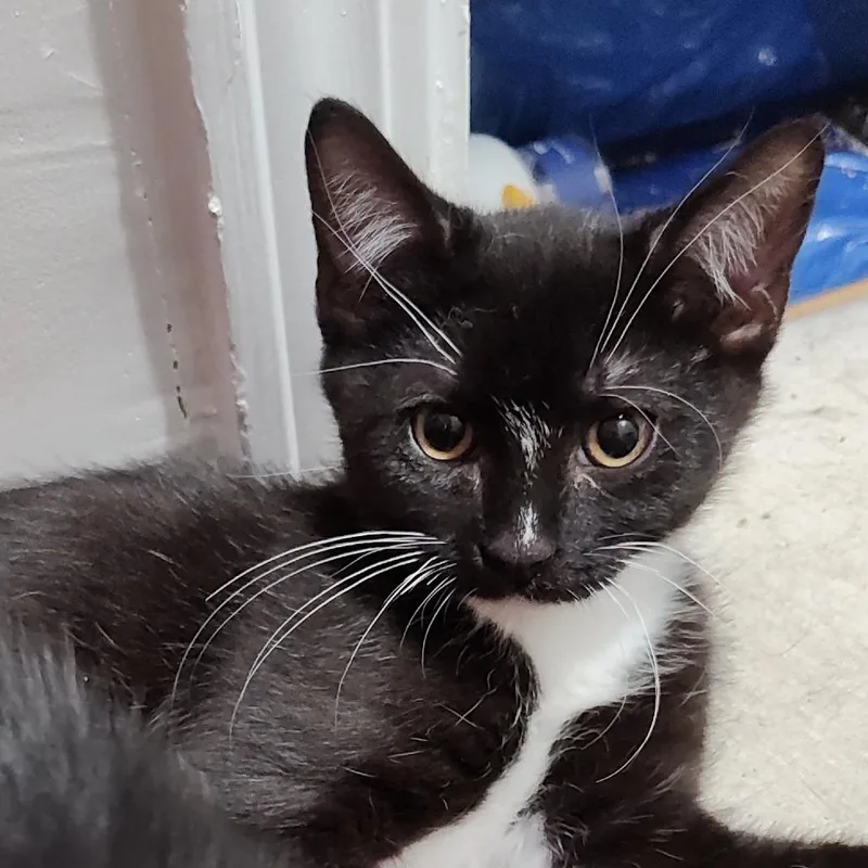 A baby small-sized male Black Domestic Short Hair cat named Kthoom for adoption in Durham, NC