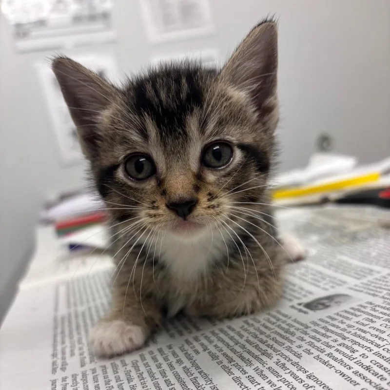 A baby small-sized female Brown / Chocolate Domestic Short Hair cat named Sienna for adoption in Jacksonville, FL