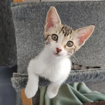 A baby small-sized female Domestic Short Hair cat named Guinevere for adoption in Largo, FL
