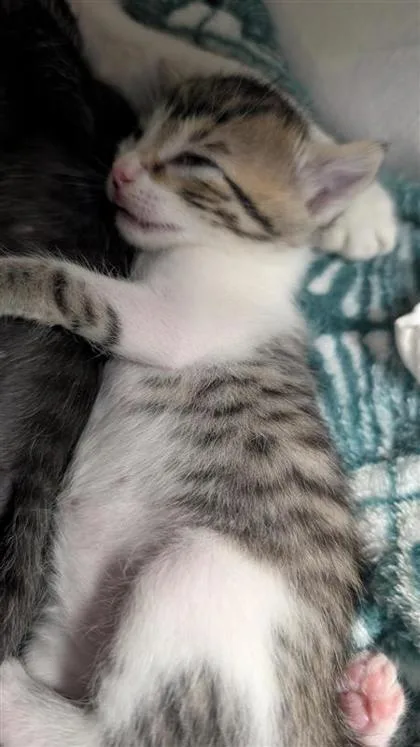 Guinevere thumbnail 2