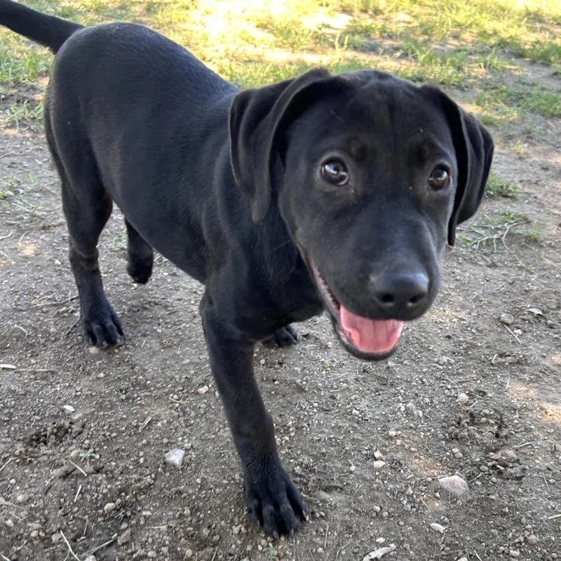 A baby medium-sized female Black Labrador Retriever dog named Frankie for adoption in Buchanan Dam, TX