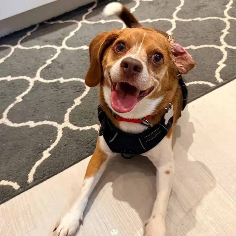 An adult small-sized male Brown / Chocolate Beagle dog named Snuggles for adoption in Miami, FL