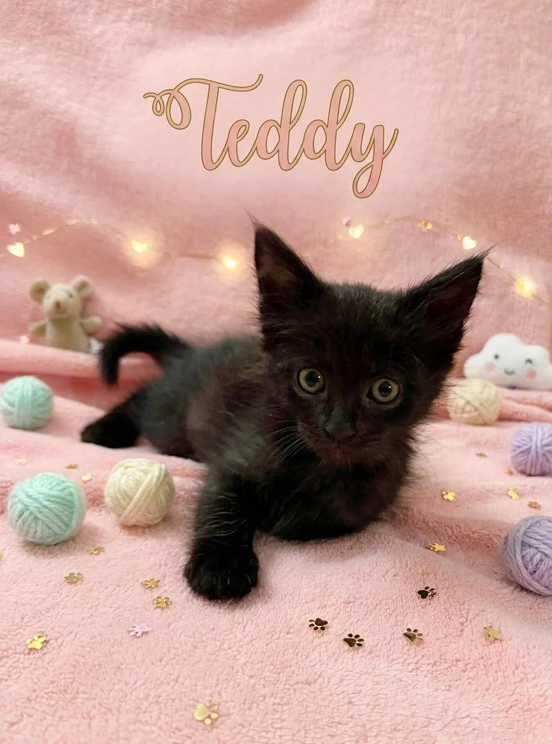 Teddy