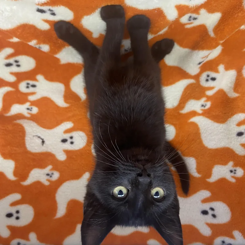 A baby medium-sized female Black Domestic Short Hair cat named Pocus for adoption in Edinburg, VA