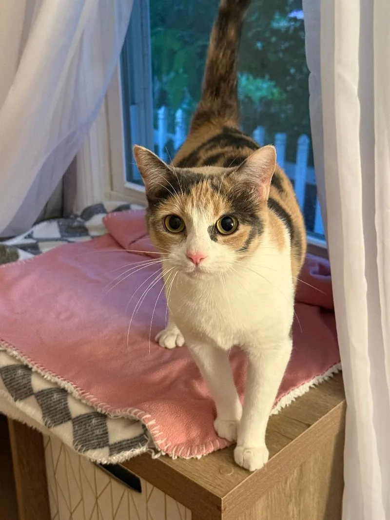 An adult medium-sized female Calico cat named Cookie FFC for adoption in Omaha, NE