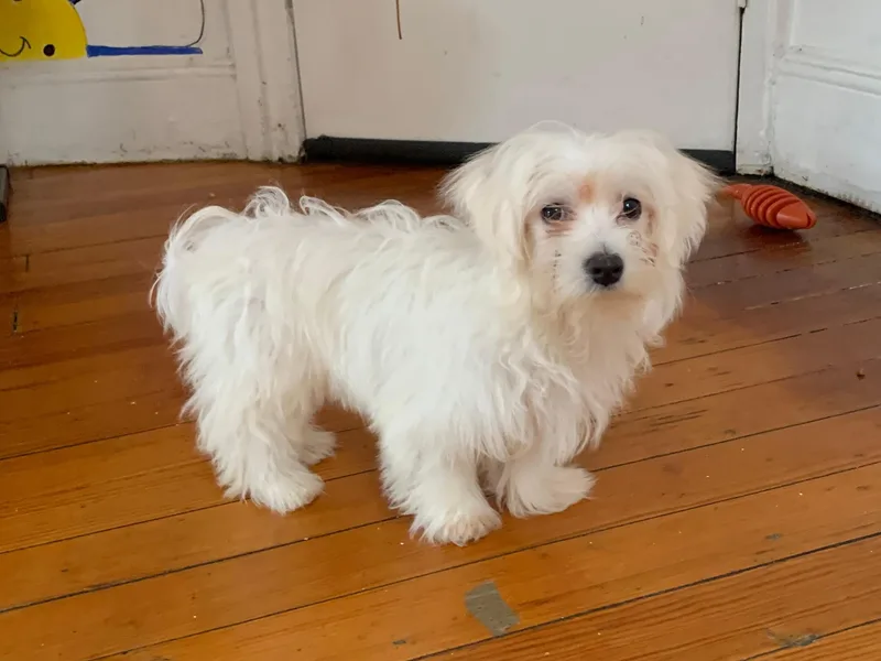 Falcor