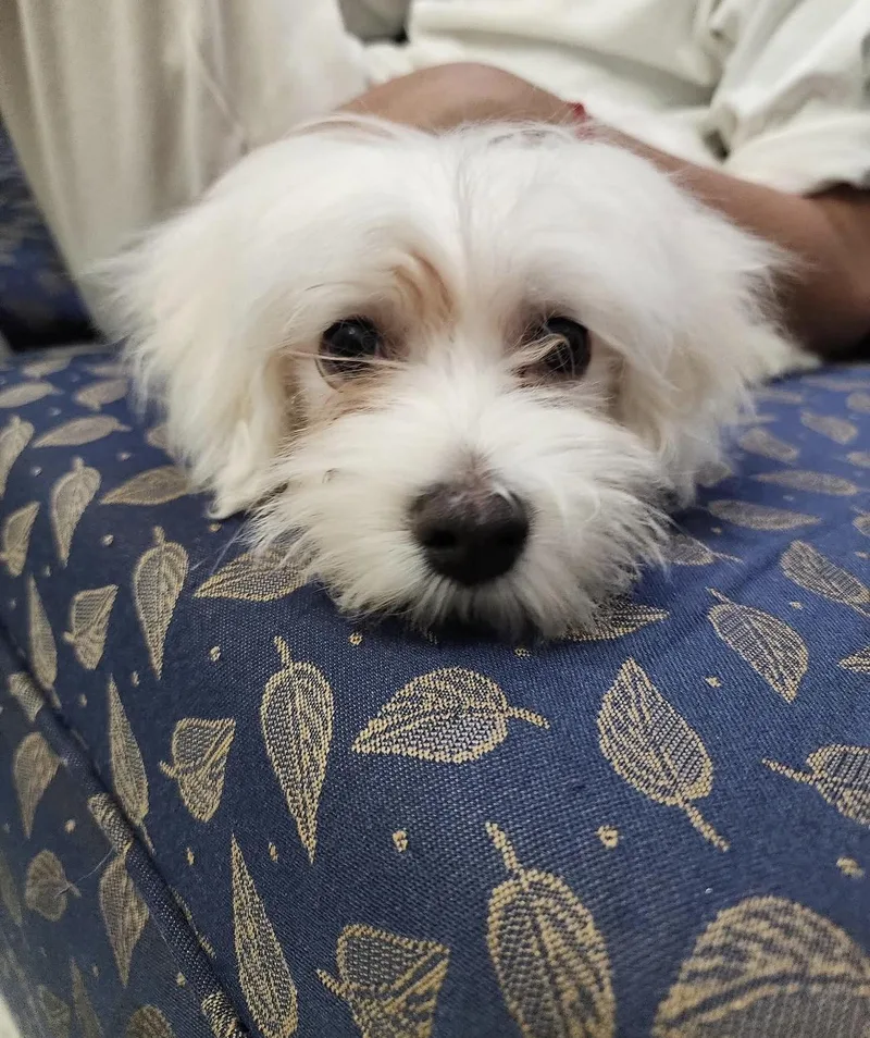 Falcor thumbnail 2