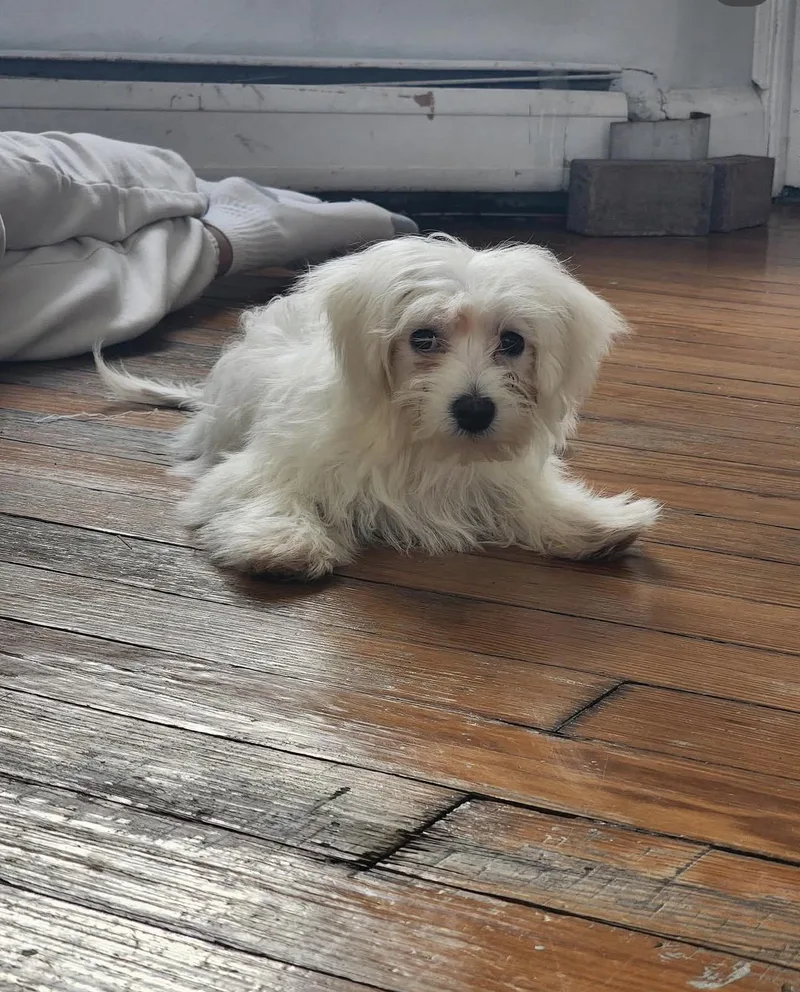 Falcor thumbnail 3