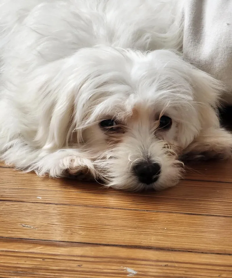 Falcor thumbnail 4