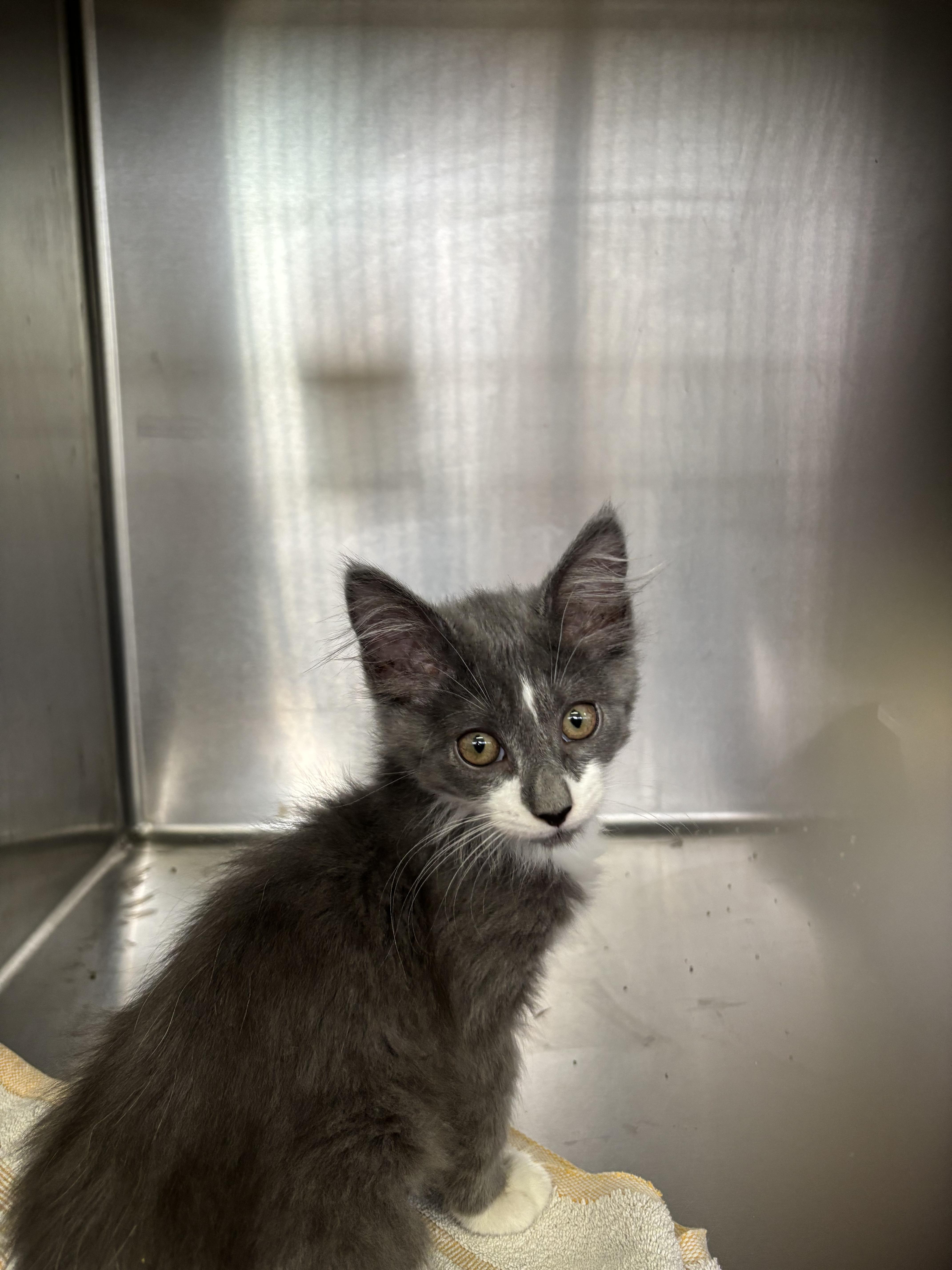 A baby medium-sized female Gray & White Domestic Medium Hair cat named Jasmine for adoption in Wantagh, NY