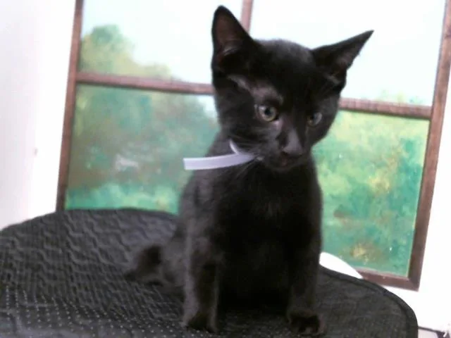 A baby small-sized male Domestic Short Hair cat named Edison for adoption in Houston, TX